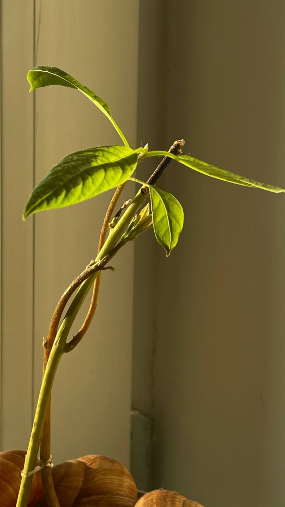 Первый авокадо, который пророс