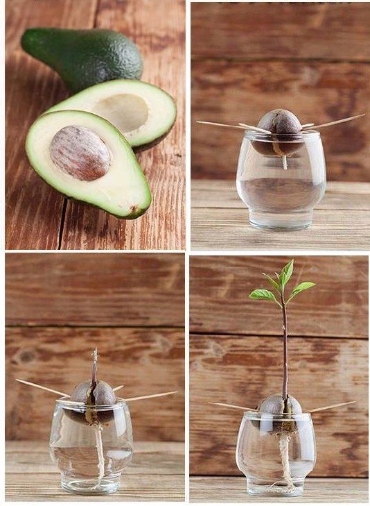 Инструкция по выращиванию авокадо из косточки