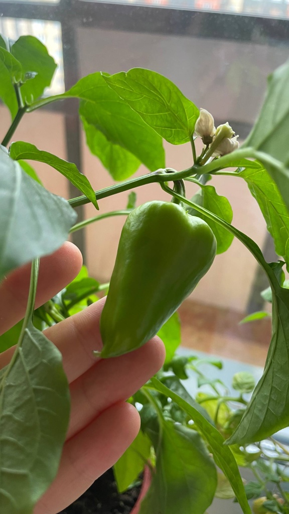 Первый плод болгарского перца
