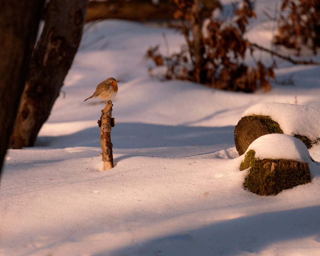 shallo1w-focus-robin-bird-branch-sunny-day-winter-(1).png shallo1w-focus-robin-bird-branch-sunny-day-winter-(1).png