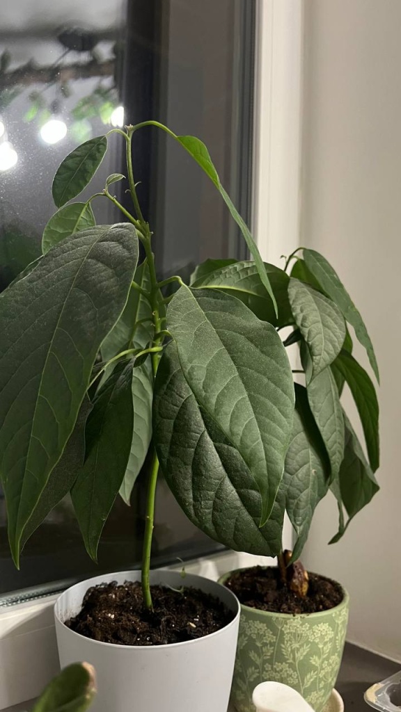 Авокадо на данный момент