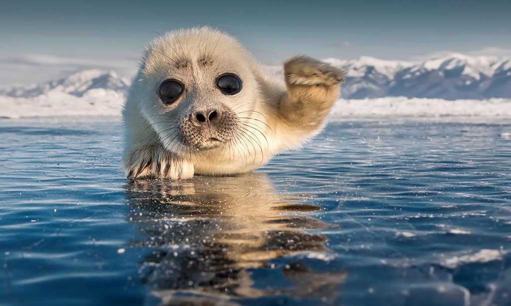 picture_of_the_day_baikal_seal.jpg