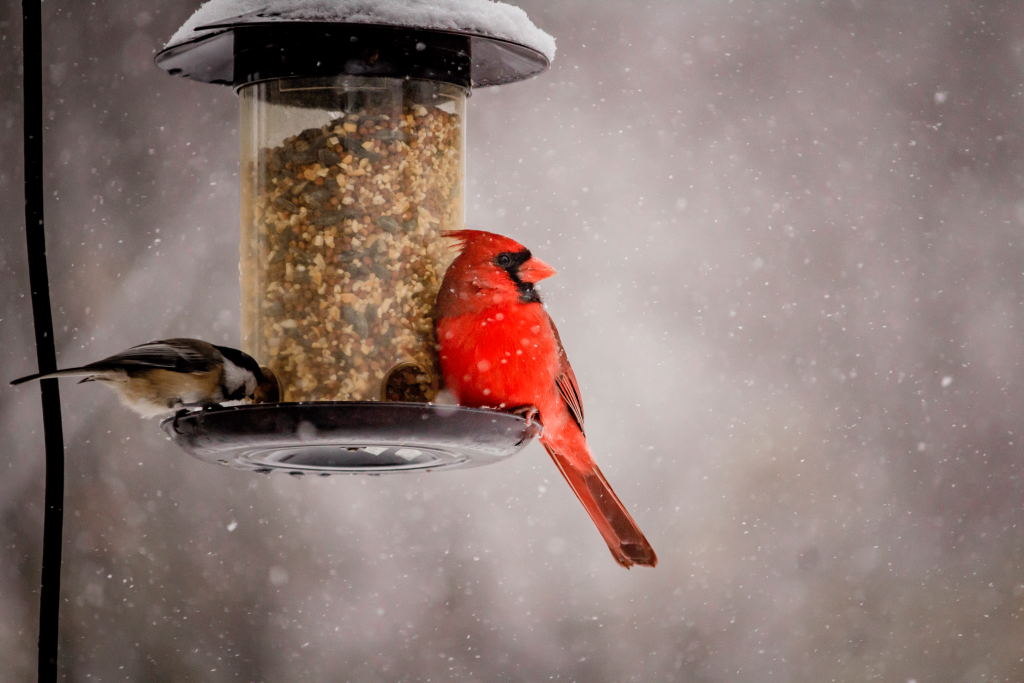 1beautiful-shot-cute-northern-cardinal-bird-winter-day.png 1beautiful-shot-cute-northern-cardinal-bird-winter-day.png