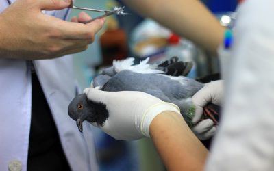 Как помочь раненой или замерзшей птице