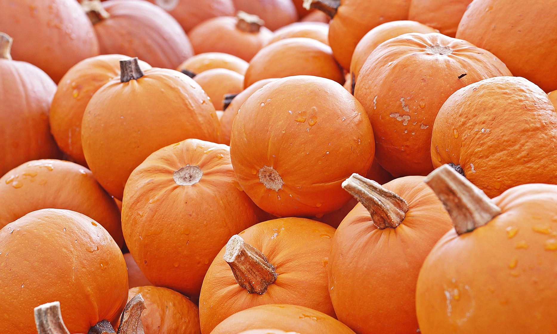 Вкусные и экологичные продукты. Главное про местные и